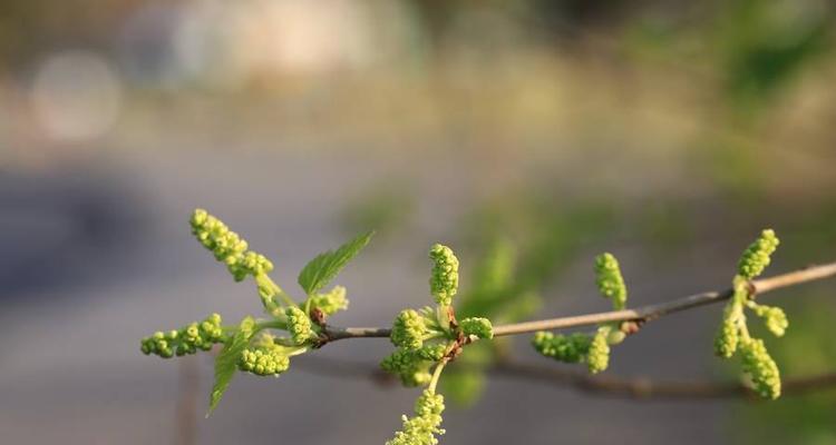 萝卜花是单性花吗？如何区分单性花和两性花？