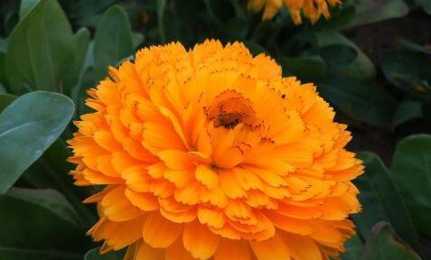 金盏花花语是什么？了解金盏花的象征意义和用途？