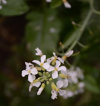 萝卜花是什么颜色的？常见颜色有哪些？