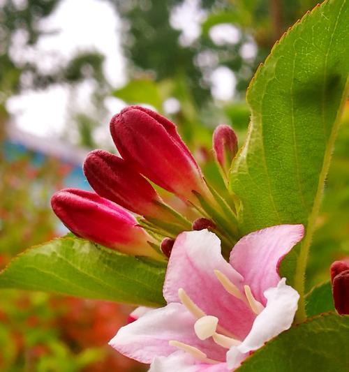 锦带花的花语是什么？了解其独特含义和象征意义？