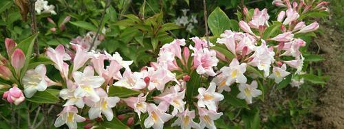 锦带花的花语是什么？了解其独特含义和象征意义？