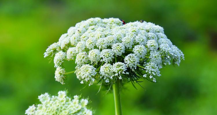 萝卜会开花吗？它们通常在什么时间开花？