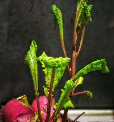 萝卜会开花吗？它们通常在什么时间开花？