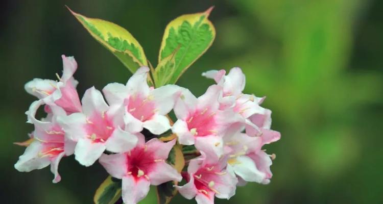 锦带花的花语和寓意是什么？如何正确解读？