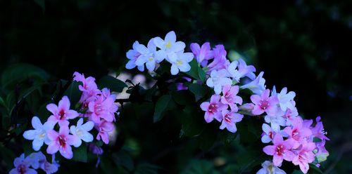 锦带花花语是什么？了解锦带花的象征意义和用途？