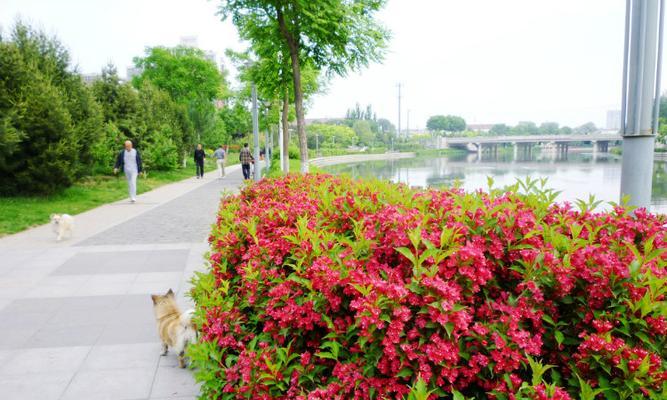 锦带花花语是什么？了解锦带花的象征意义和用途？