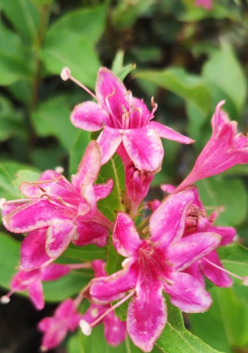 锦带花花语是什么？了解锦带花的象征意义和用途？