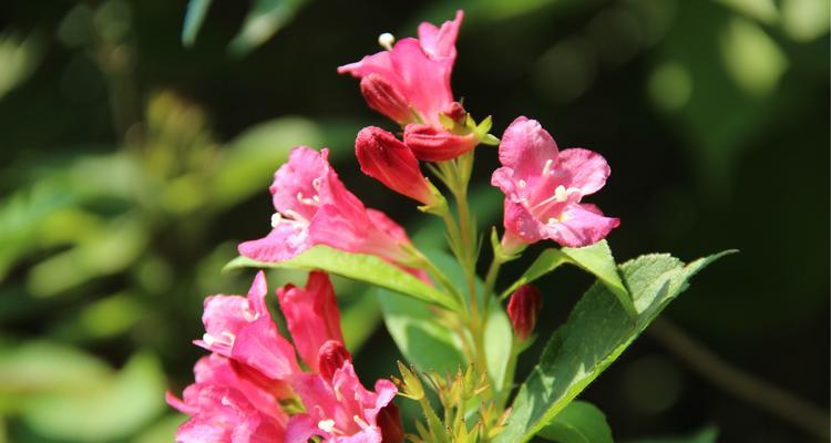 锦带花花语代表什么含义？如何正确理解锦带花的花语？