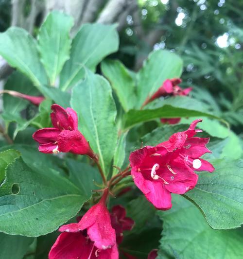 锦带花花语代表什么含义？如何正确理解锦带花的花语？