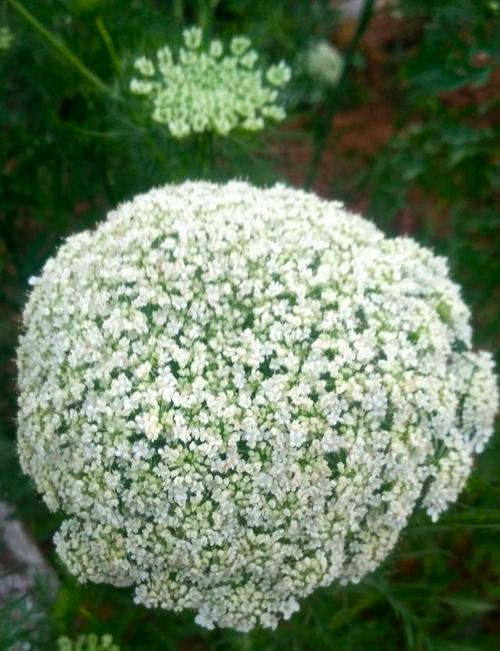 萝卜会开花吗？花期持续多长时间？