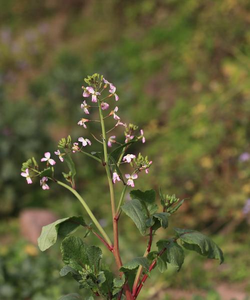萝卜会开花吗？花期持续多长时间？