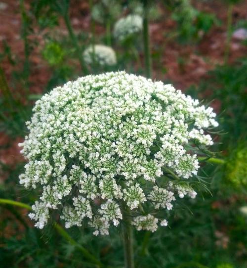 萝卜会开花吗？花期持续多长时间？