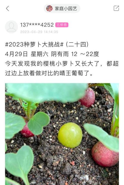 萝卜莲需要多少阳光？如何判断光照是否充足？