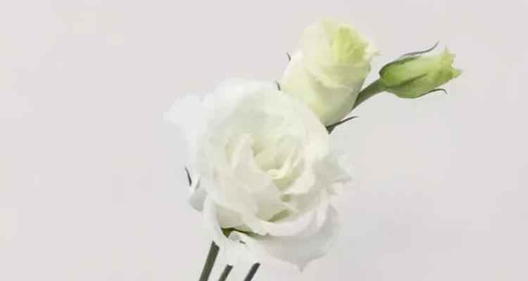 桔梗白色花语是什么？了解其象征意义及用途