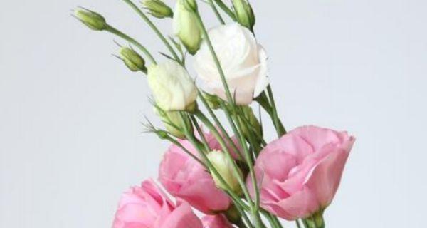 桔梗花的花语寓意是什么？如何用桔梗花表达情感？