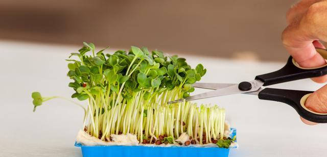 萝卜生芽了还能吃吗？食用安全吗？