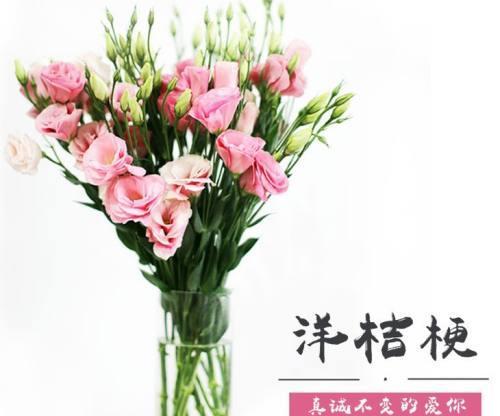 桔梗花的花语是什么？如何找到最美的桔梗花图片？