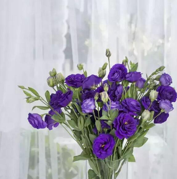 桔梗花的花语是什么？如何找到最美的桔梗花图片？