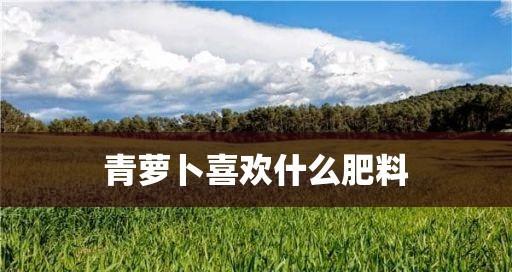 萝卜施什么肥效果最佳？有机肥还是化肥更合适？