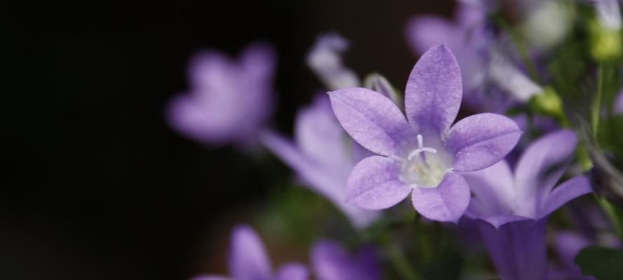 桔梗花的花语是什么？如何找到最美的桔梗花图片？