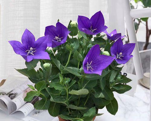 桔梗花语是什么？了解桔梗花的象征意义和花语含义？