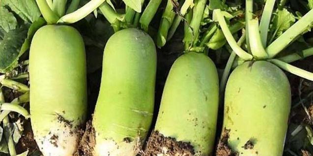 萝卜属于被子植物吗？它的分类和特性是什么？