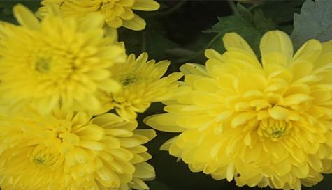 菊花代表的寓意是什么意思？如何正确理解菊花的象征意义？