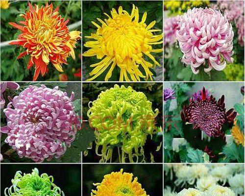 菊花代表的寓意是什么意思？如何正确理解菊花的象征意义？
