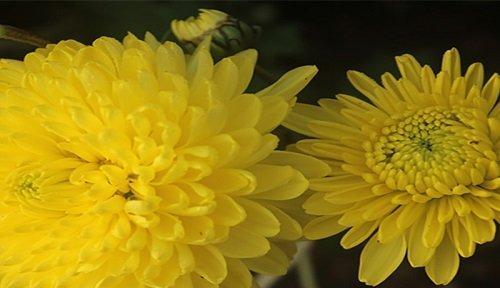 菊花的花语有哪些含义？如何正确解读菊花的象征意义？