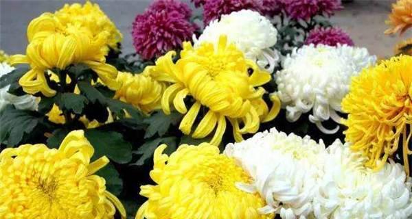 菊花的花语有哪些含义？如何正确解读菊花的象征意义？
