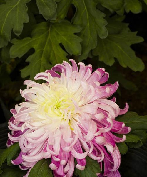 菊花代表什么意思？菊花的花语和象征意义是什么？