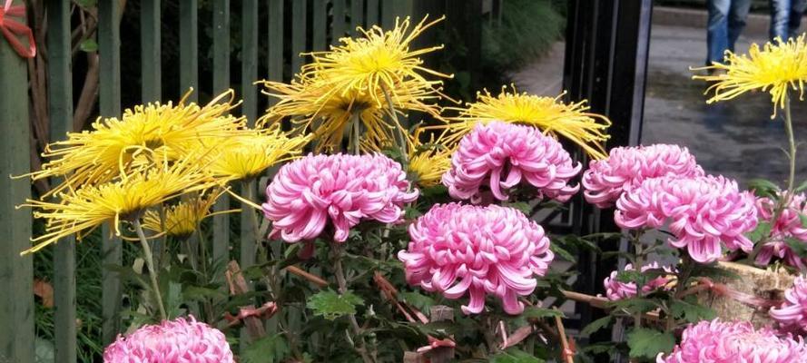 菊花代表什么意思？菊花的花语和象征意义是什么？
