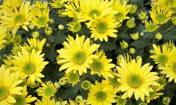 菊花代表什么意思？菊花的花语和象征意义是什么？