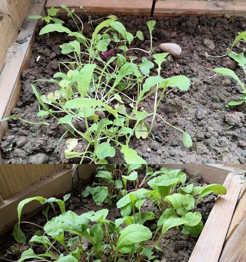 萝卜是什么植物？它的生长周期和种植条件是什么？