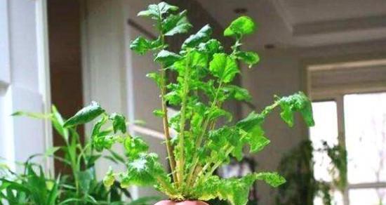 萝卜是什么植物？它的生长周期和种植条件是什么？