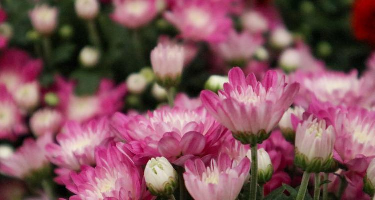 菊花的花语是什么？如何正确解读菊花的含义？