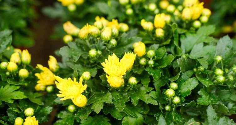 菊花的花语是什么？如何正确解读菊花的含义？