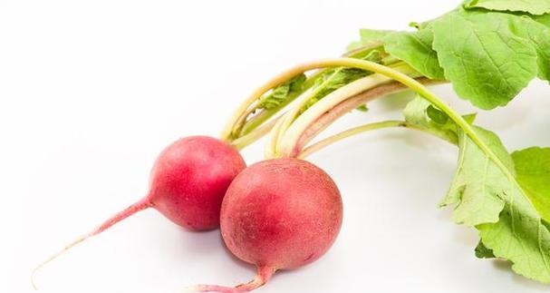 萝卜属于双子叶植物吗？如何区分植物的叶类型？