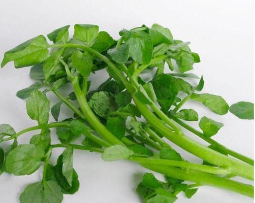 萝卜属于双子叶植物吗？如何区分植物的叶类型？