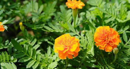 菊花的花语是什么？送给爱人合适吗？