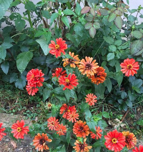 菊花的花语是什么？送给爱人合适吗？