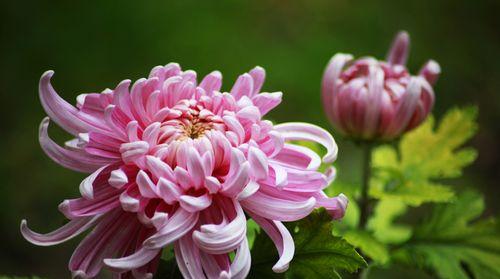 菊花的花语是什么？了解菊花的象征意义和文化背景？