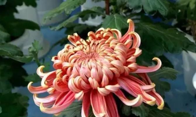 菊花的花语是什么？了解菊花的象征意义和文化背景？