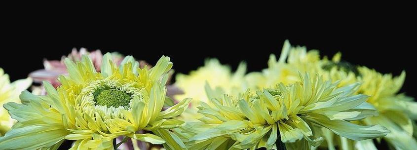 菊花的寓意和花语是什么？如何正确解读菊花的象征意义？