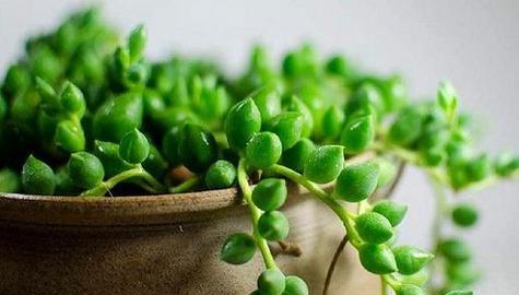 萝卜种植时应该选择阴凉还是阳光充足的地方？