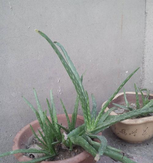 萝卜种植时应该选择阴凉还是阳光充足的地方？