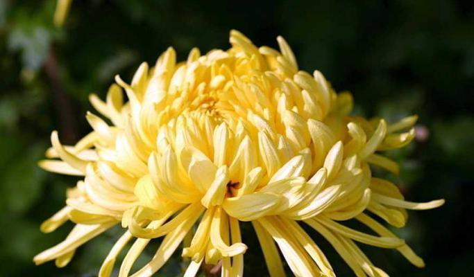 菊花的寓意和花语是什么？如何正确解读菊花的象征意义？