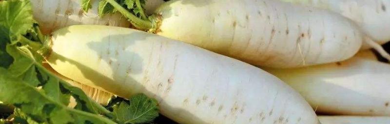 萝卜需要去皮吗？去皮与不去皮的利弊分析