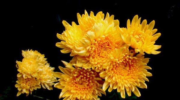 菊花的寓意是什么含义？如何理解菊花的文化象征？