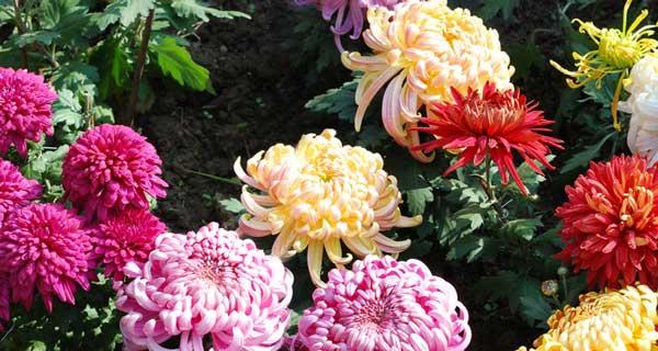 菊花的寓意是什么含义？如何理解菊花的文化象征？